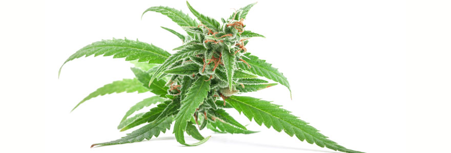 Fleur CBD